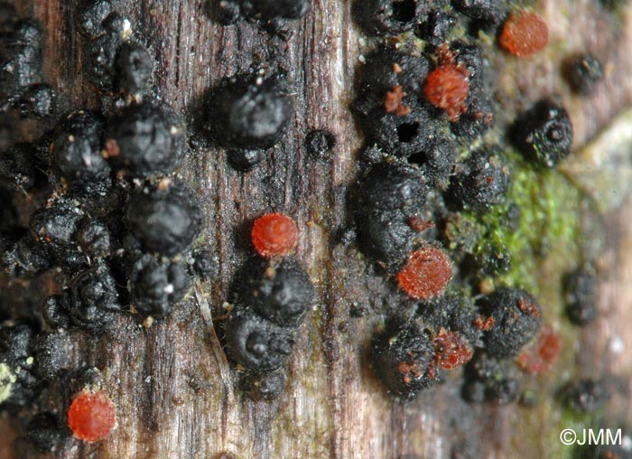 Macroconia leptosphaeriae sur Leptosphaeria acuta