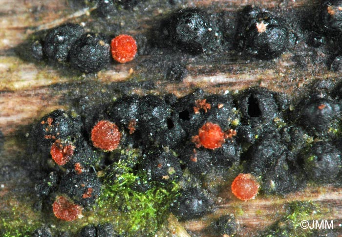 Macroconia leptosphaeriae sur Leptosphaeria acuta