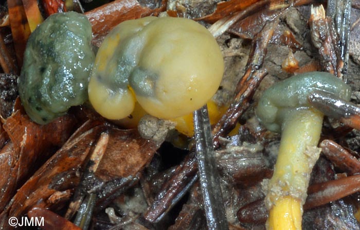 Melanospora fayodii = Microthecium fayodii sur Leotia lubrica