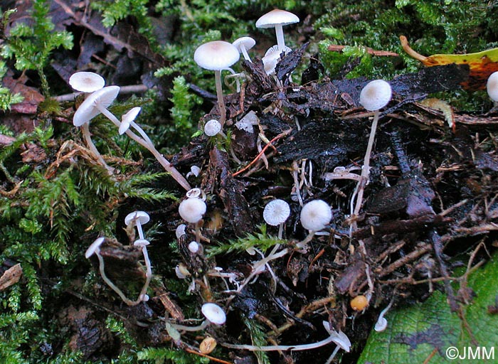 Microcollybia cookei