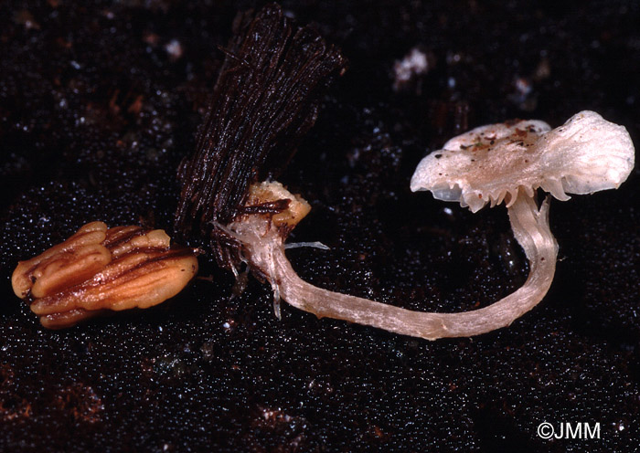 Microcollybia cookei sur Ganoderma carnosum