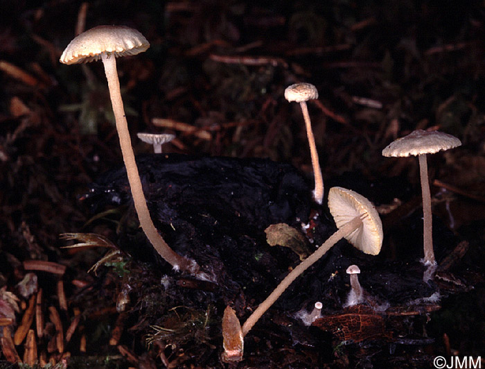 Microcollybia cookei  sur Russula sp.