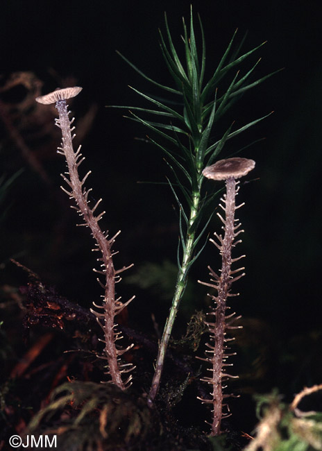 Microcollybia racemosa 