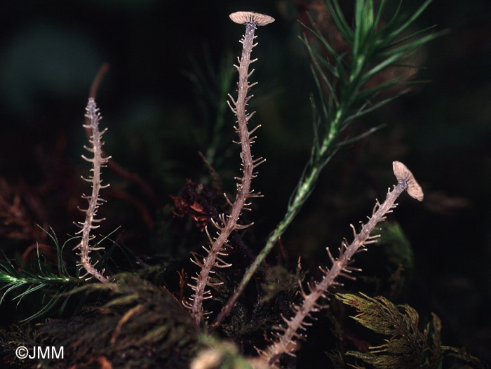 Microcollybia racemosa 