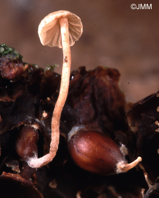 Microcollybia tuberosa sur Russula sp.