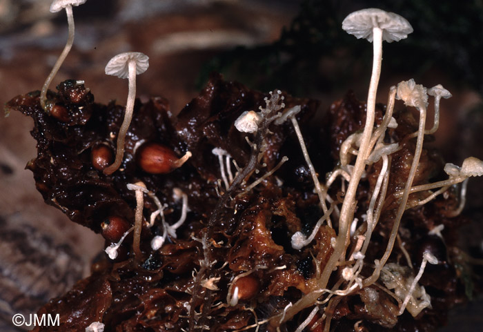 Microcollybia tuberosa et racemosa sur Russula sp.