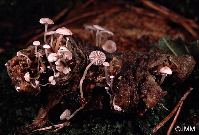 Microcollybia tuberosa sur Russula sp.