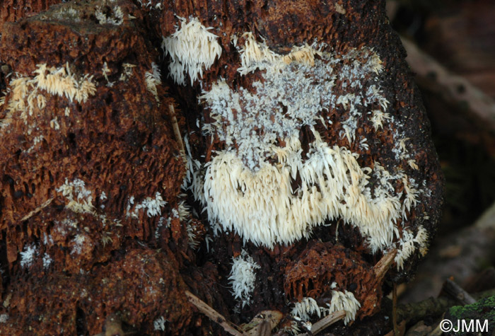 Mucronella bresadolae sur Gloeophyllum odoratum