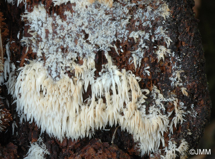 Mucronella bresadolae sur Gloeophyllum odoratum