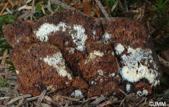 Mucronella bresadolae sur Gloeophyllum odoratum