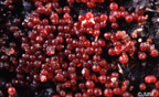 Nectria episphaeria