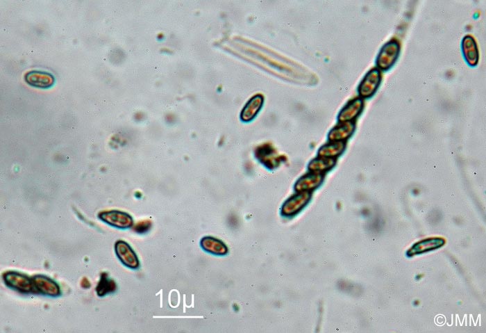 Nemania effusa : asques et spores