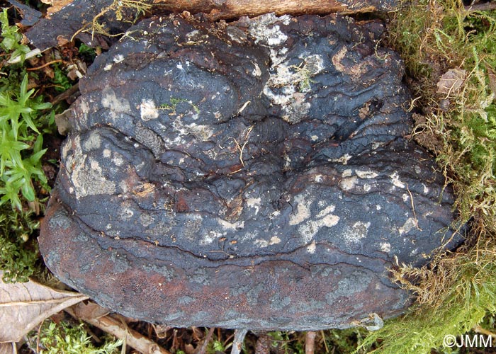 Nemania effusa sur Phellinus igniarius var. trivialis