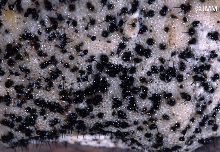 Postia stiptica parasité par Ophiostoma polyporicola