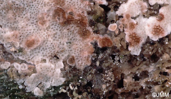 Physisporinus sanguinolentus sur Fomes fomentarius