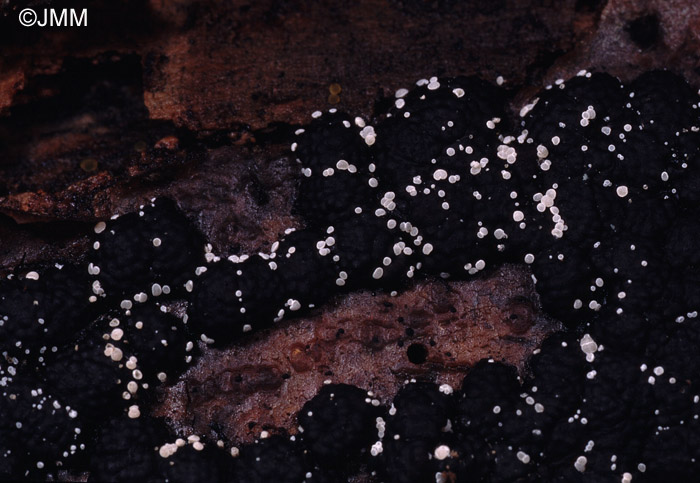 Polydesmia pruinosa sur Hypoxylon fragiforme