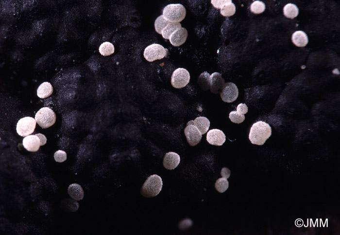 Polydesmia pruinosa sur Hypoxylon fragiforme