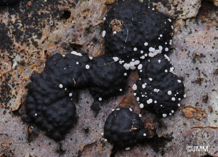 Polydesmia pruinosa sur Hypoxylon multiforme