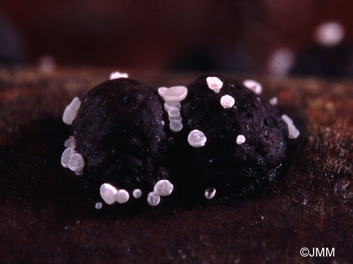 Polydesmia pruinosa sur Hypoxylon sp.