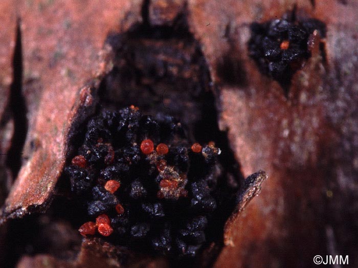 Eutypella prunastri & Pseudocosmospora eutypellae