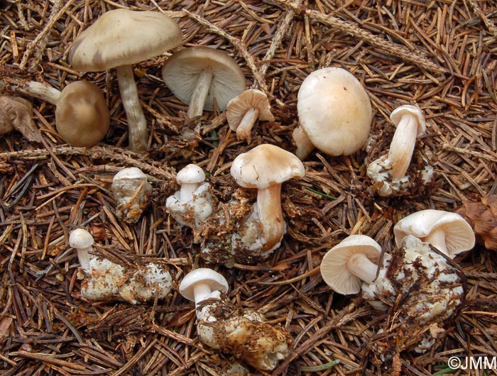 Rhodocybe stangliana et son hte : Tephrocybe boudieri