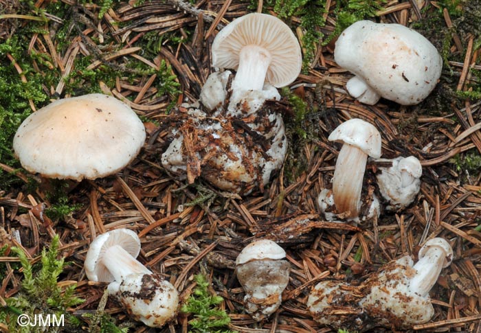 Rhodocybe stangliana