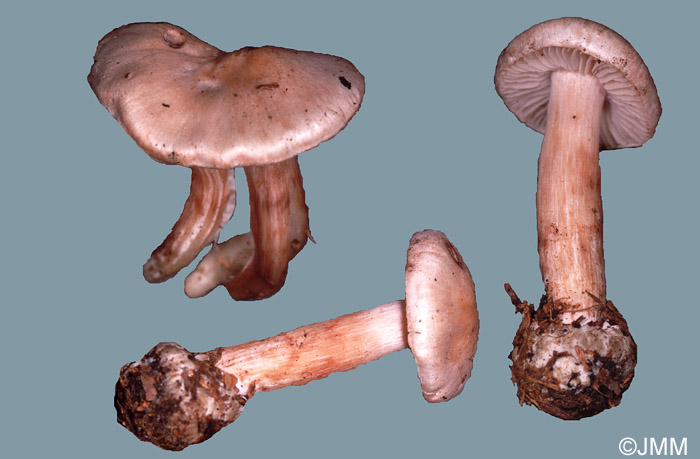 Rhodocybe stangliana