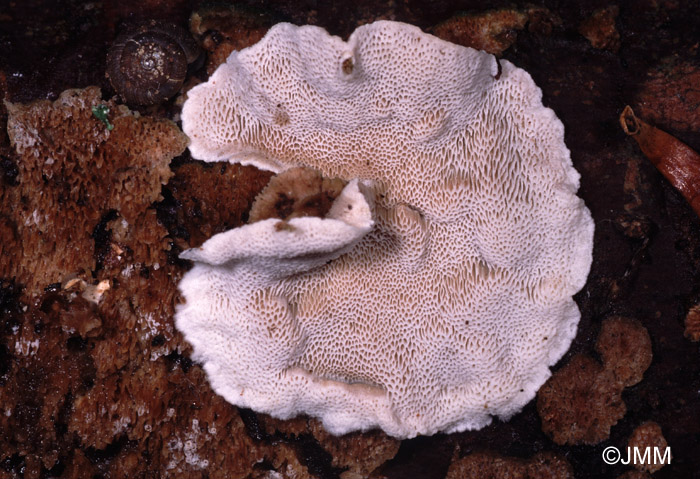 Skeletocutis carneogrisea