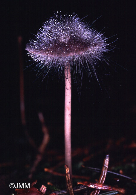 Spinellus fusiger sur Mycena polygramma