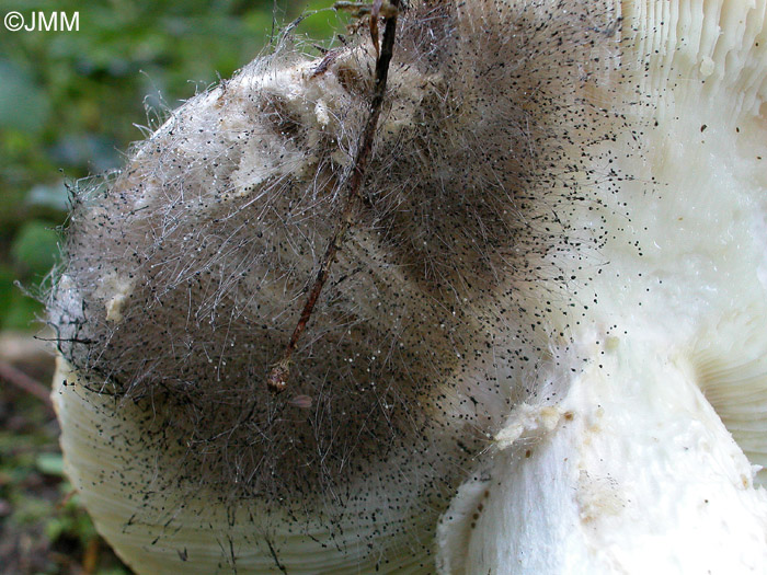 Spinellus fusiger sur Amanita strobiliformis