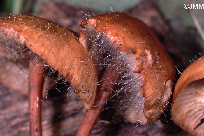 Spinellus fusiger sur Collybia extuberans 