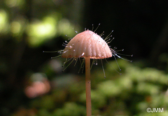 Spinellus fusiger sur Mycena sanguinolenta