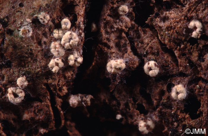 Stictis friabilis sur Stereum rugosum