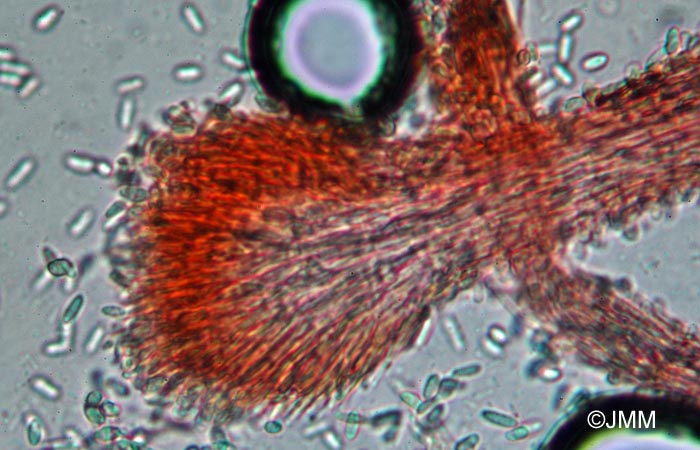 Stilbella byssiseda : microscopie