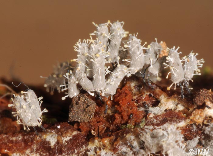 Stilbella tomentosa = Polycephalomyces tomentosus = Blistum tomentosum