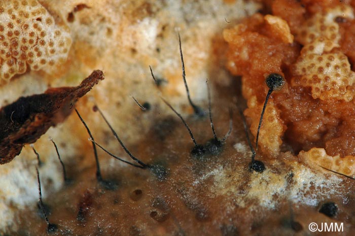 Syspastospora parasitica sur Fomitopsis pinicola