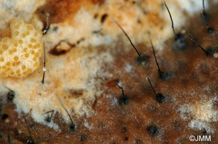 Syspastospora parasitica sur Fomitopsis pinicola