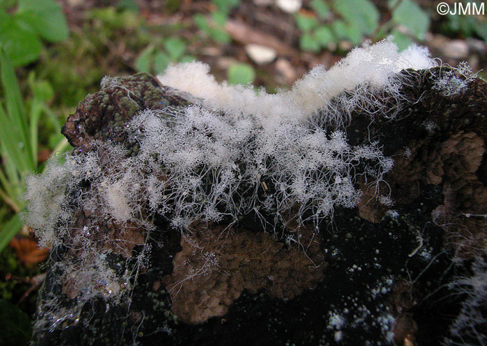 Syzygites megalocarpus sur Leccinum sp.