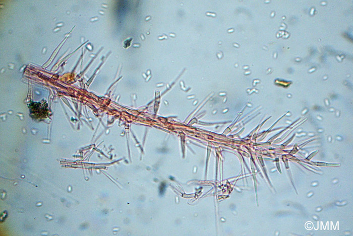 Tilachlidium brachiatum : conidiophores et conidies