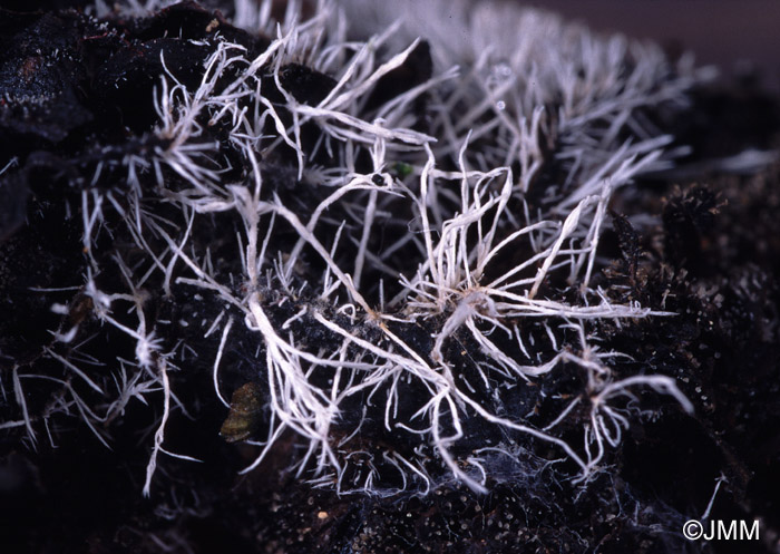 Tilachlidium brachiatum sur Agaricale