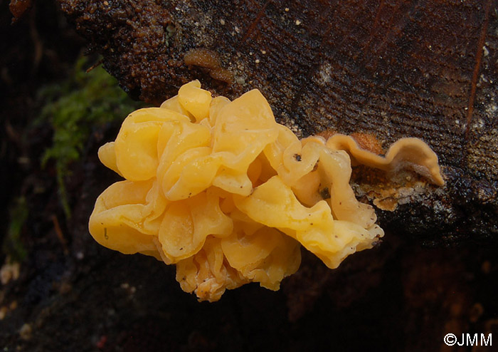 Tremella aurantia sur Stereum hirsutum