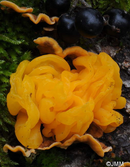 Tremella aurantia sur Stereum hirsutum