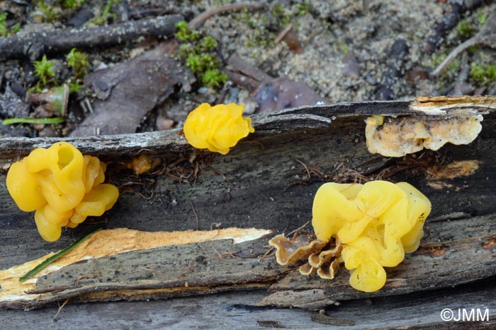 Tremella aurantia sur Stereum sp.