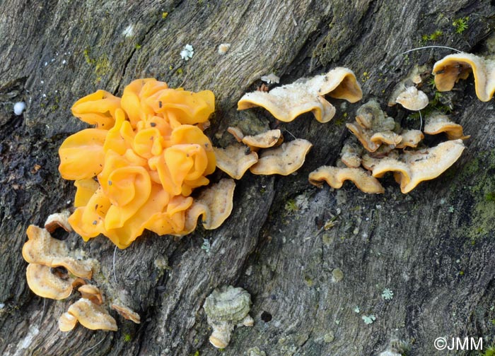 Tremella aurantia sur Stereum hirsutum