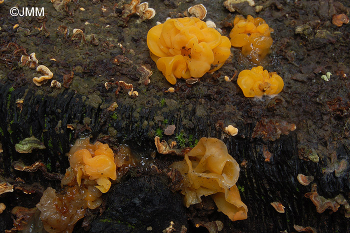 Tremella aurantia sur Stereum sp.