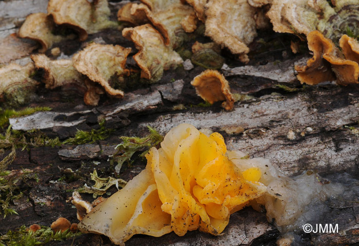 Tremella aurantia sur Stereum hirsutum