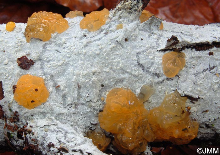 Tremella dactylobasidia