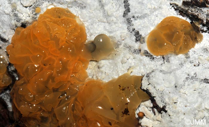 Tremella dactylobasidia