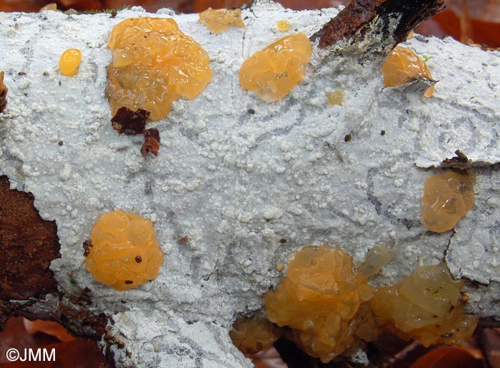 Tremella dactylobasidia