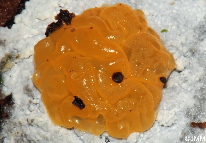 Tremella dactylobasidia